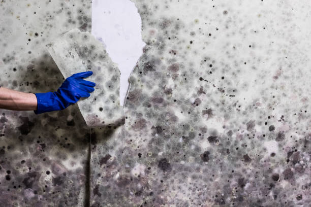 Best Industrial Mold Remediation in Mountain Brook, AL